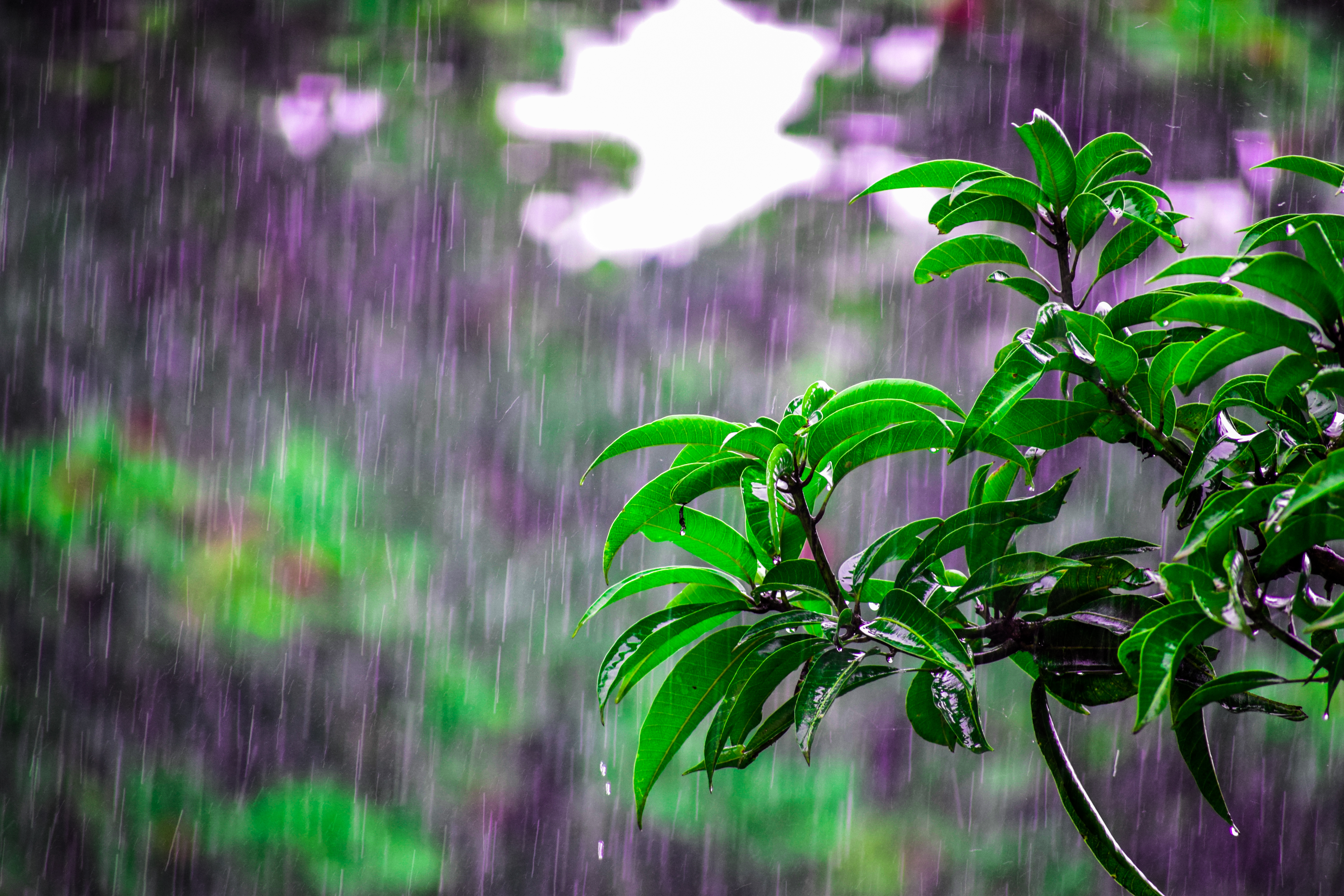 Selective focus photo of obalte green leafed plants during rain