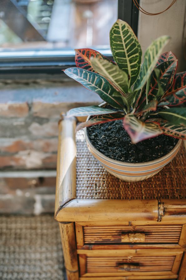 Potted green houseplant placed on wicker wooden night in apartment