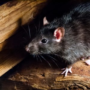 Spotting Signs that you have a Rodent Problem
