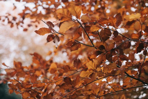 Brown leaves photo