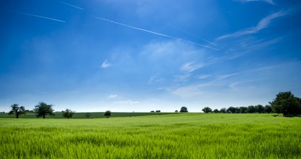 Panoramic photography of green field