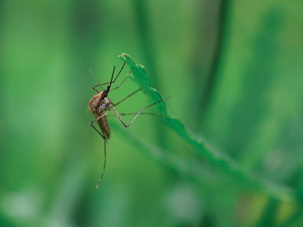 Close up of mosquito on grass
